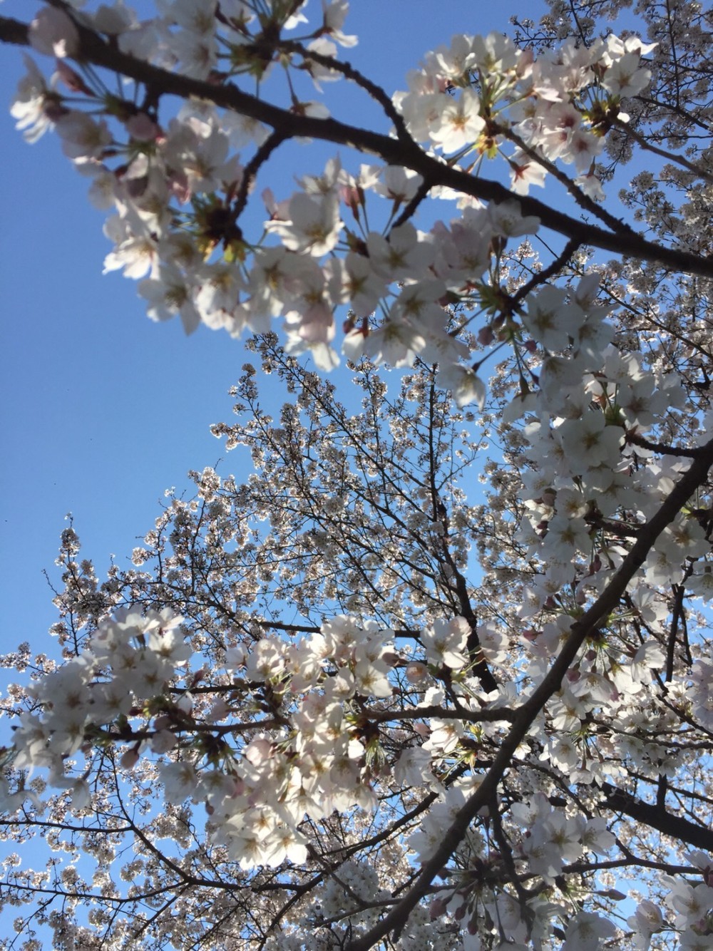 待ちに待った 桜 の季節到来 スタッフ三津田の花いろは Gui Flower Design