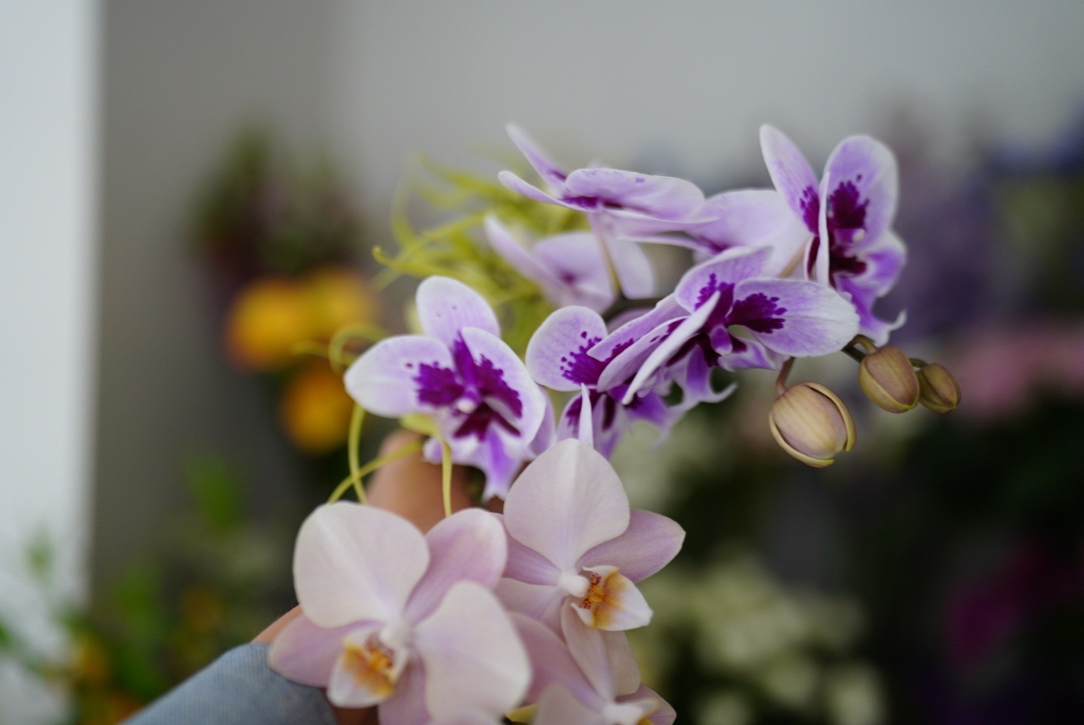 Gui Flower gui flower kamakura 4/10オープンいたしました。 | gui ~flower design~gui ~flower ...